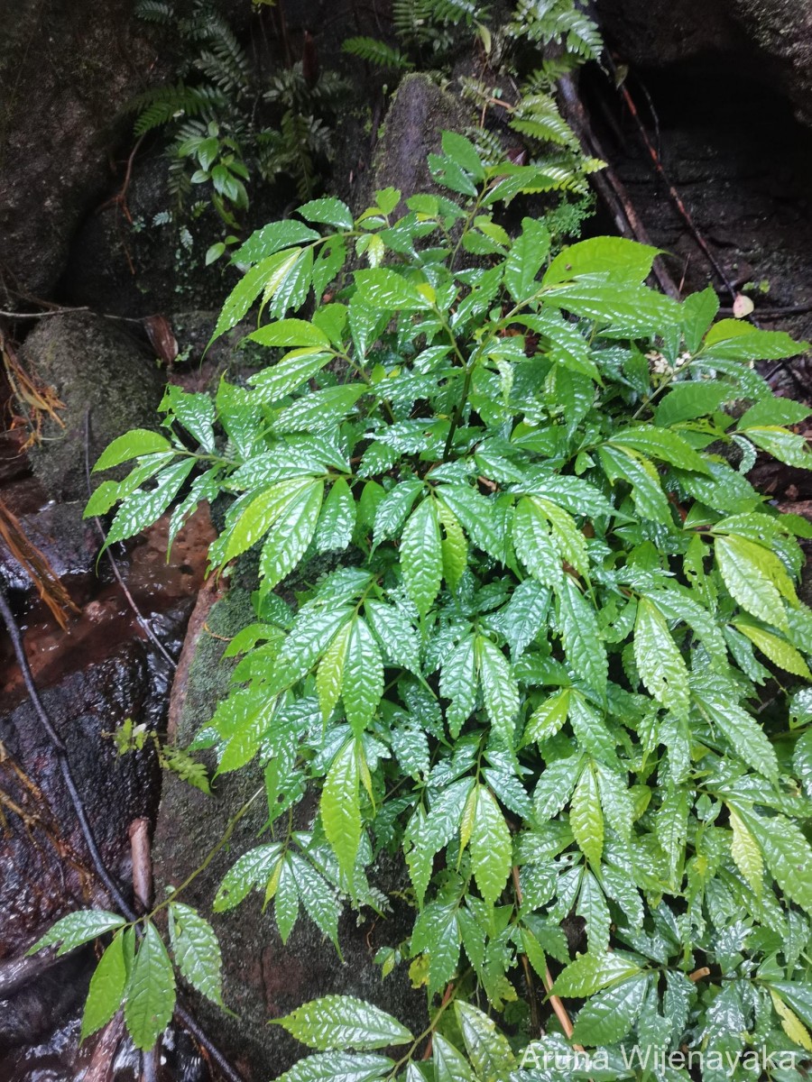 Elatostema acuminatum (Poir.) Brongn.